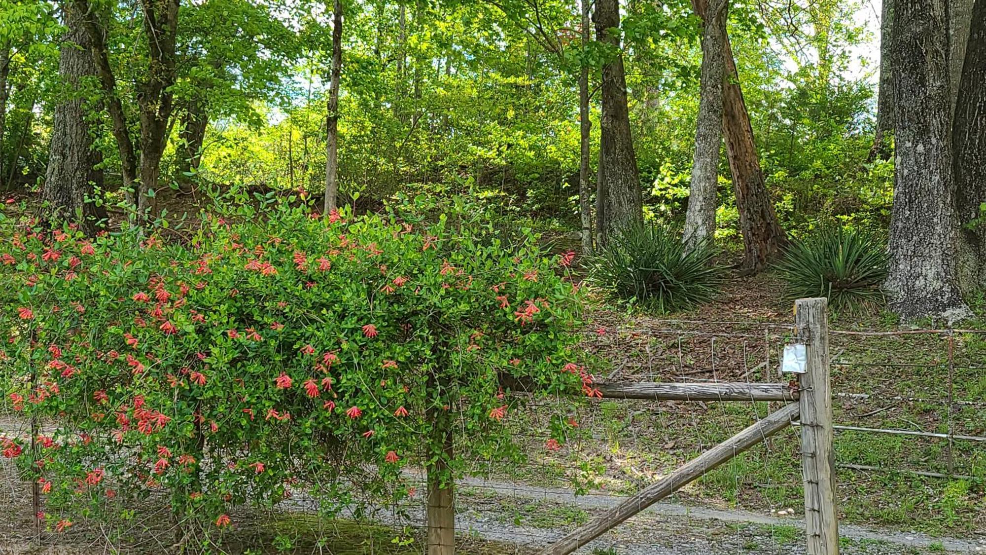Cozy Cottage With Full View Of The Mountains! 蓝岭 外观 照片
